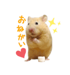 ハム ときどき チンチラ。（個別スタンプ：5）