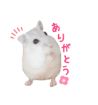 ハム ときどき チンチラ。（個別スタンプ：6）