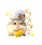 ハム ときどき チンチラ。（個別スタンプ：7）