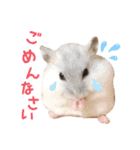 ハム ときどき チンチラ。（個別スタンプ：8）
