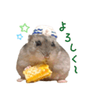 ハム ときどき チンチラ。（個別スタンプ：9）