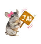 ハム ときどき チンチラ。（個別スタンプ：10）