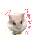 ハム ときどき チンチラ。（個別スタンプ：11）