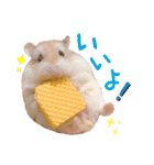 ハム ときどき チンチラ。（個別スタンプ：12）
