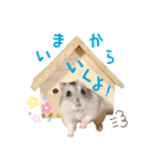 ハム ときどき チンチラ。（個別スタンプ：13）