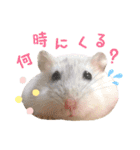 ハム ときどき チンチラ。（個別スタンプ：16）