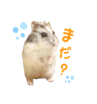 ハム ときどき チンチラ。（個別スタンプ：17）