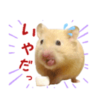 ハム ときどき チンチラ。（個別スタンプ：18）