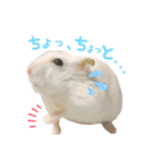 ハム ときどき チンチラ。（個別スタンプ：20）