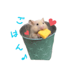 ハム ときどき チンチラ。（個別スタンプ：23）