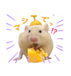 ハム ときどき チンチラ。（個別スタンプ：25）