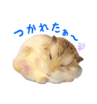 ハム ときどき チンチラ。（個別スタンプ：26）