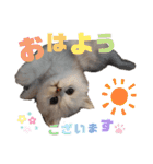 ペルシャ猫みるく様（個別スタンプ：4）