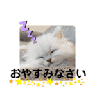 ペルシャ猫みるく様（個別スタンプ：5）