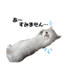 ペルシャ猫みるく様（個別スタンプ：6）