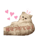 ペルシャ猫みるく様（個別スタンプ：7）