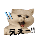 ペルシャ猫みるく様（個別スタンプ：8）