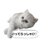 ペルシャ猫みるく様（個別スタンプ：10）