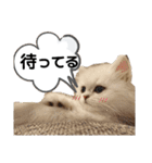 ペルシャ猫みるく様（個別スタンプ：11）