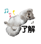 ペルシャ猫みるく様（個別スタンプ：12）