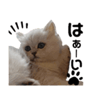 ペルシャ猫みるく様（個別スタンプ：13）