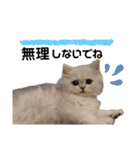 ペルシャ猫みるく様（個別スタンプ：14）