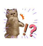 ペルシャ猫みるく様（個別スタンプ：15）