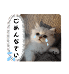 ペルシャ猫みるく様（個別スタンプ：16）