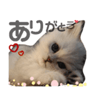 ペルシャ猫みるく様（個別スタンプ：17）