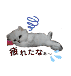 ペルシャ猫みるく様（個別スタンプ：18）