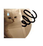 ペルシャ猫みるく様（個別スタンプ：19）