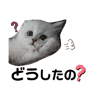 ペルシャ猫みるく様（個別スタンプ：20）