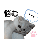 ペルシャ猫みるく様（個別スタンプ：21）