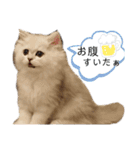 ペルシャ猫みるく様（個別スタンプ：22）