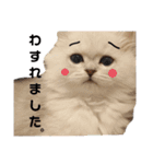 ペルシャ猫みるく様（個別スタンプ：23）