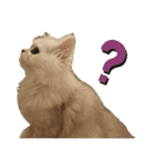 ペルシャ猫みるく様（個別スタンプ：26）