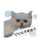 ペルシャ猫みるく様（個別スタンプ：27）