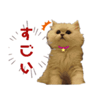 ペルシャ猫みるく様（個別スタンプ：29）