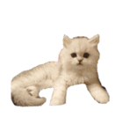 ペルシャ猫みるく様（個別スタンプ：30）