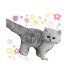 ペルシャ猫みるく様（個別スタンプ：31）