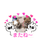 ポメとチワワのスタンプ（個別スタンプ：1）