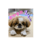 purin20181002（個別スタンプ：3）