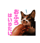 @djmasahappy OFFICIAL LINEスタンプ（個別スタンプ：7）