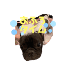 フレンチブルドッグ こてつくん vol.2（個別スタンプ：4）