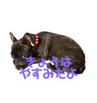 フレンチブルドッグ こてつくん vol.2（個別スタンプ：10）