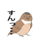 変わったすずめ（個別スタンプ：4）