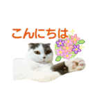 にゃーこの気まぐれ（個別スタンプ：1）