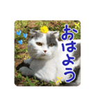 にゃーこの気まぐれ（個別スタンプ：2）