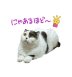 にゃーこの気まぐれ（個別スタンプ：5）