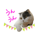 にゃーこの気まぐれ（個別スタンプ：6）